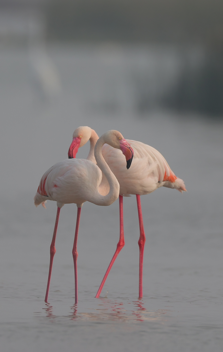Greater Flamingo - ML629265487