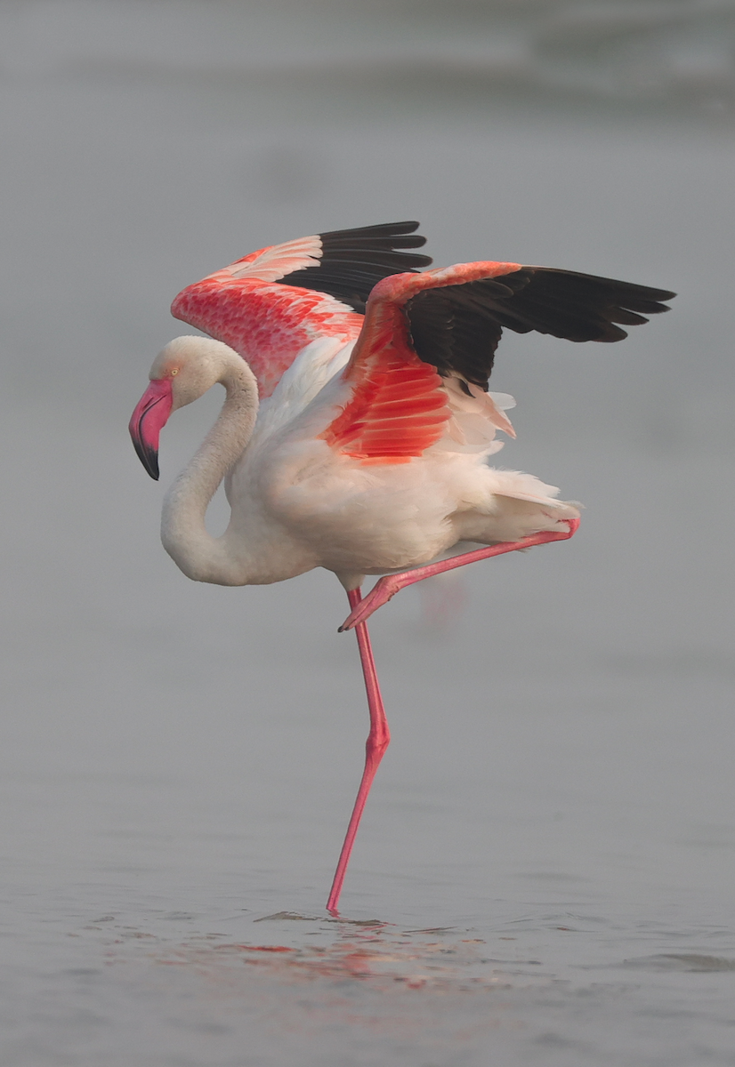 Greater Flamingo - ML629265488