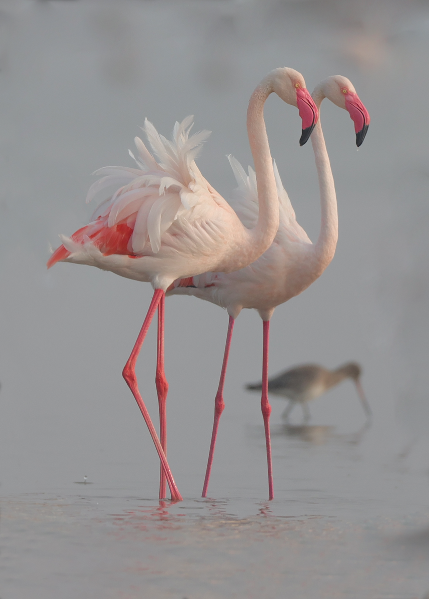 Greater Flamingo - ML629265489
