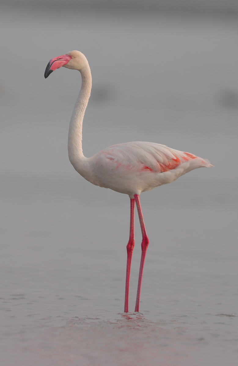 Greater Flamingo - ML629265490