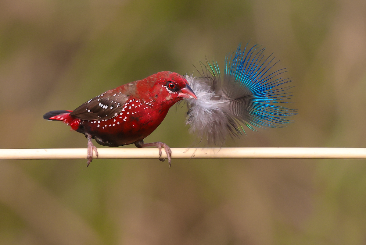 Red Avadavat - ML629265610