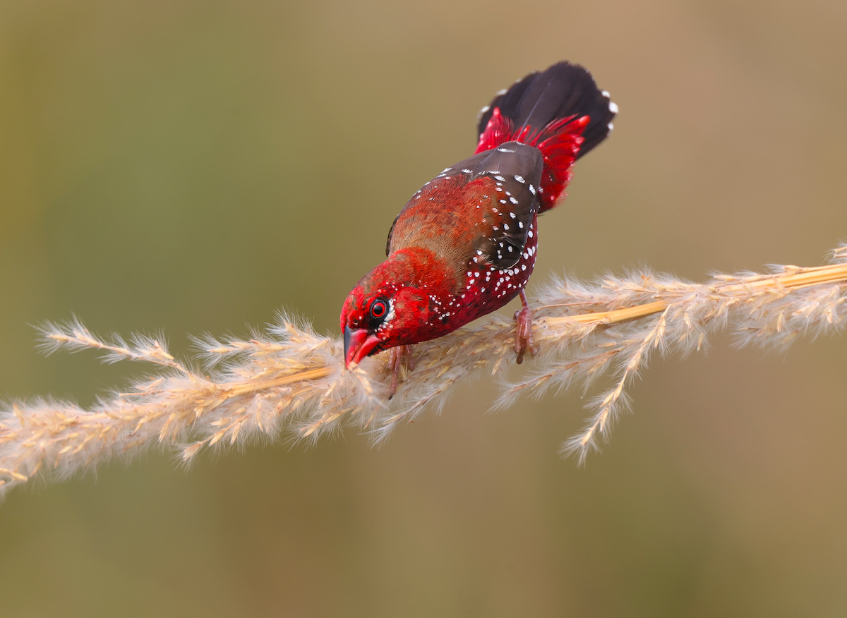 Red Avadavat - ML629265611