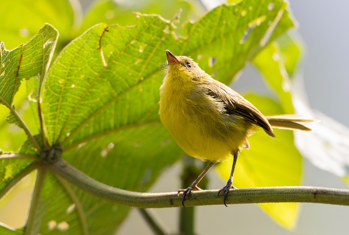 Mountain Yellow-Warbler - ML629265614