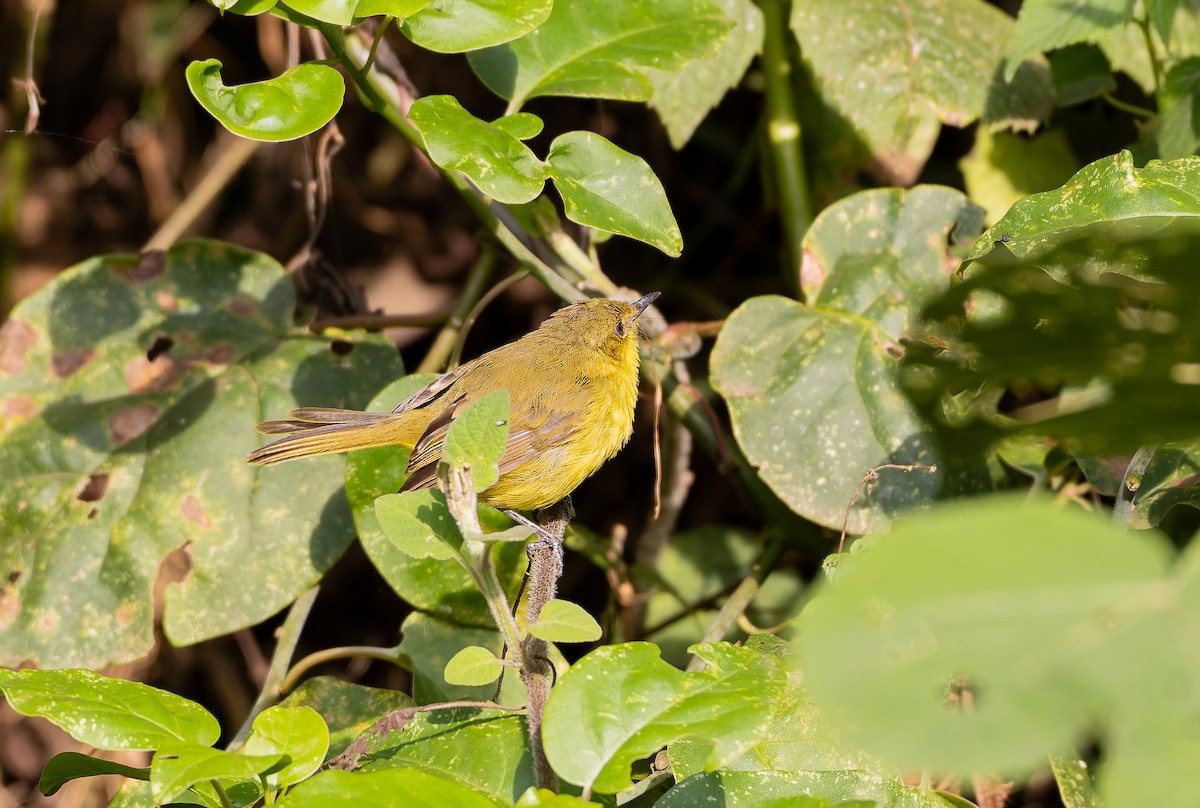 Mountain Yellow-Warbler - ML629265615