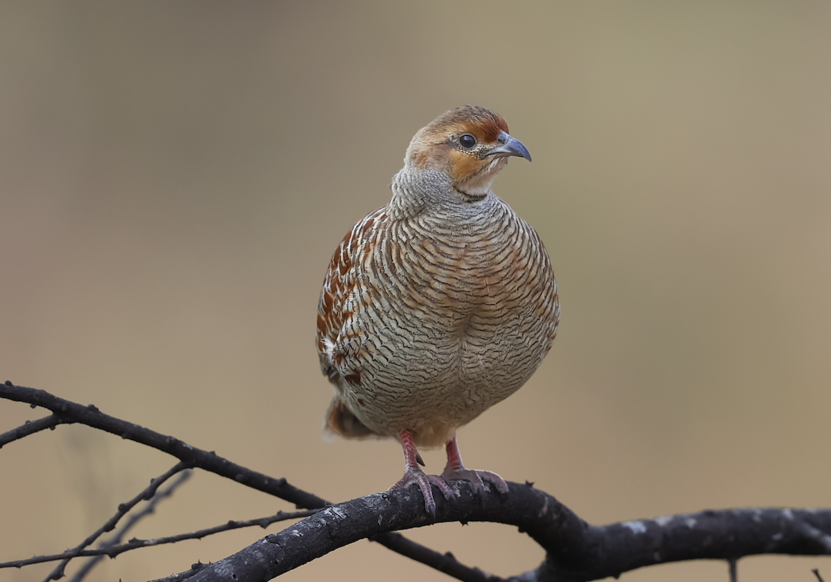 Gray Francolin - ML629265672