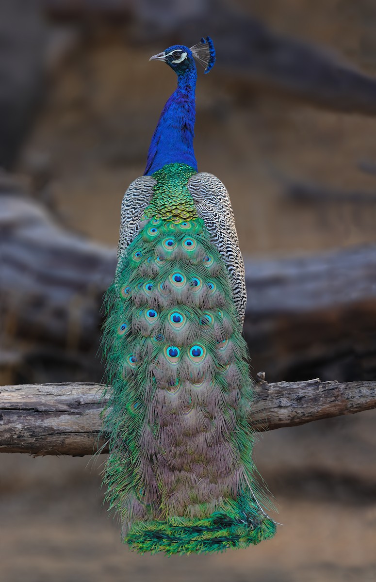 Indian Peafowl - ML629265776