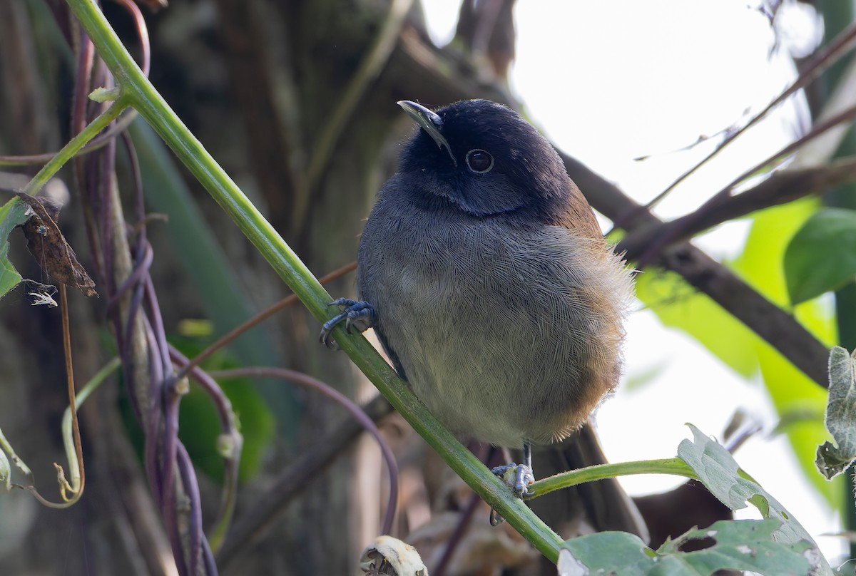 Rwenzori Hill Babbler - ML629265786