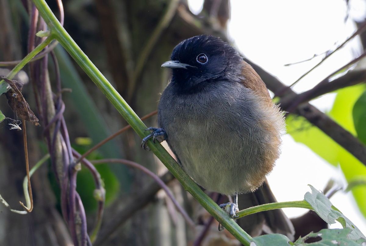 Rwenzori Hill Babbler - ML629265787