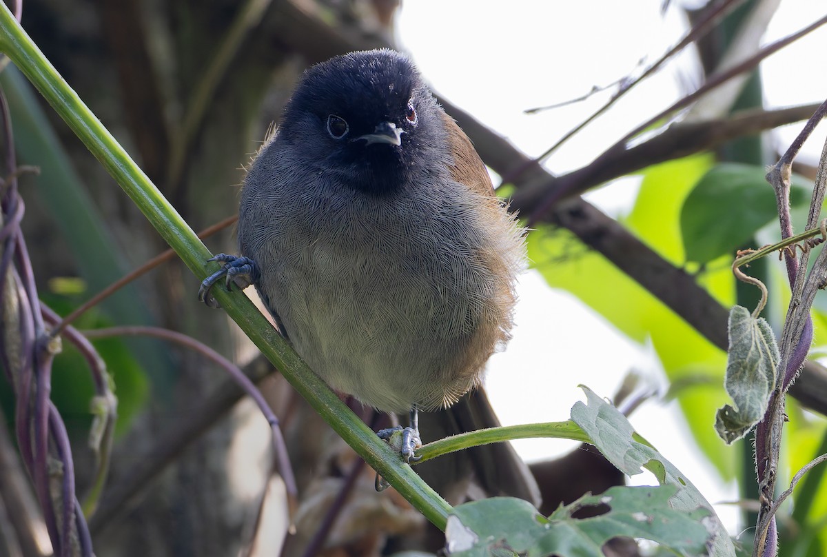 Rwenzori Hill Babbler - ML629265788