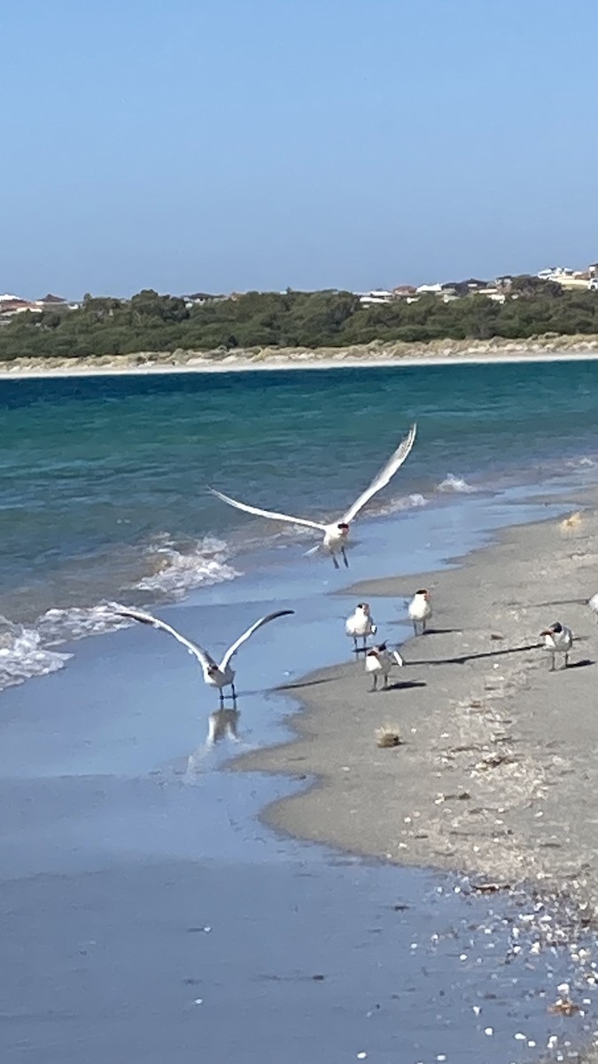 rybák velkozobý - ML629265866