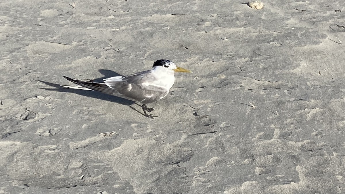 rybák chocholatý - ML629265900