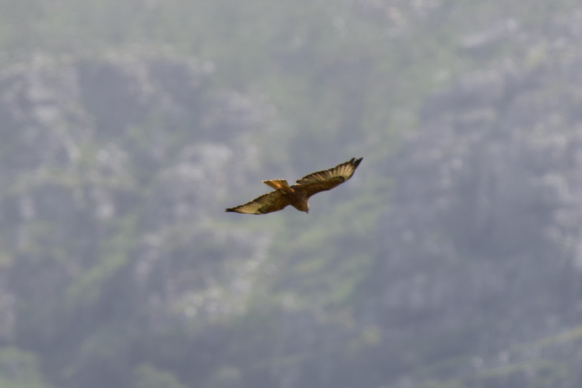 Şahin (vulpinus/menetriesi) - ML629266565