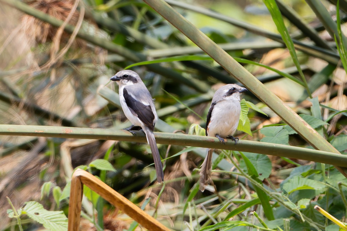 Mackinnon's Shrike - ML629266580