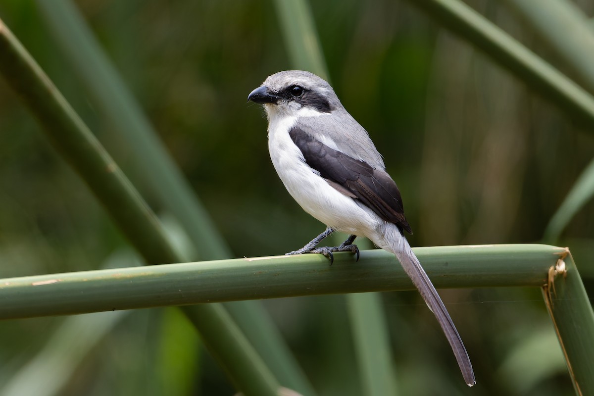 Mackinnon's Shrike - ML629266581