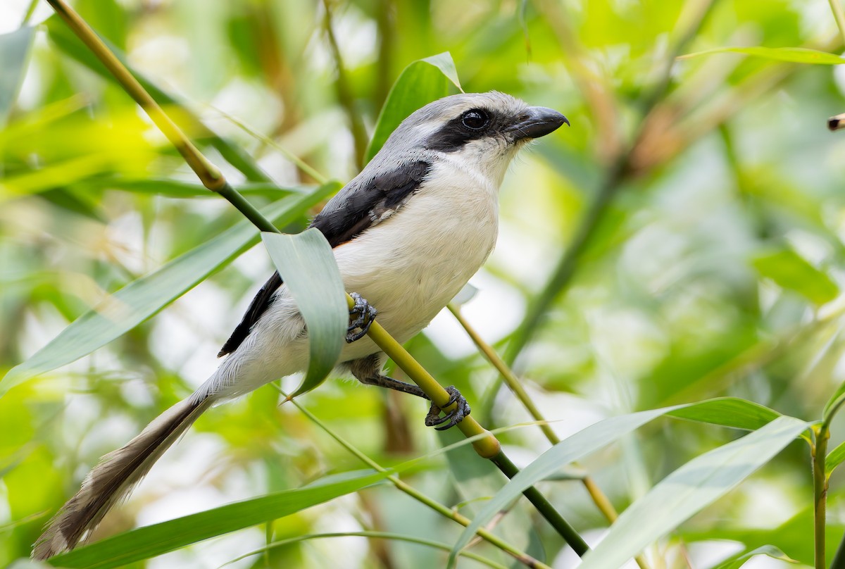 Mackinnon's Shrike - ML629266582