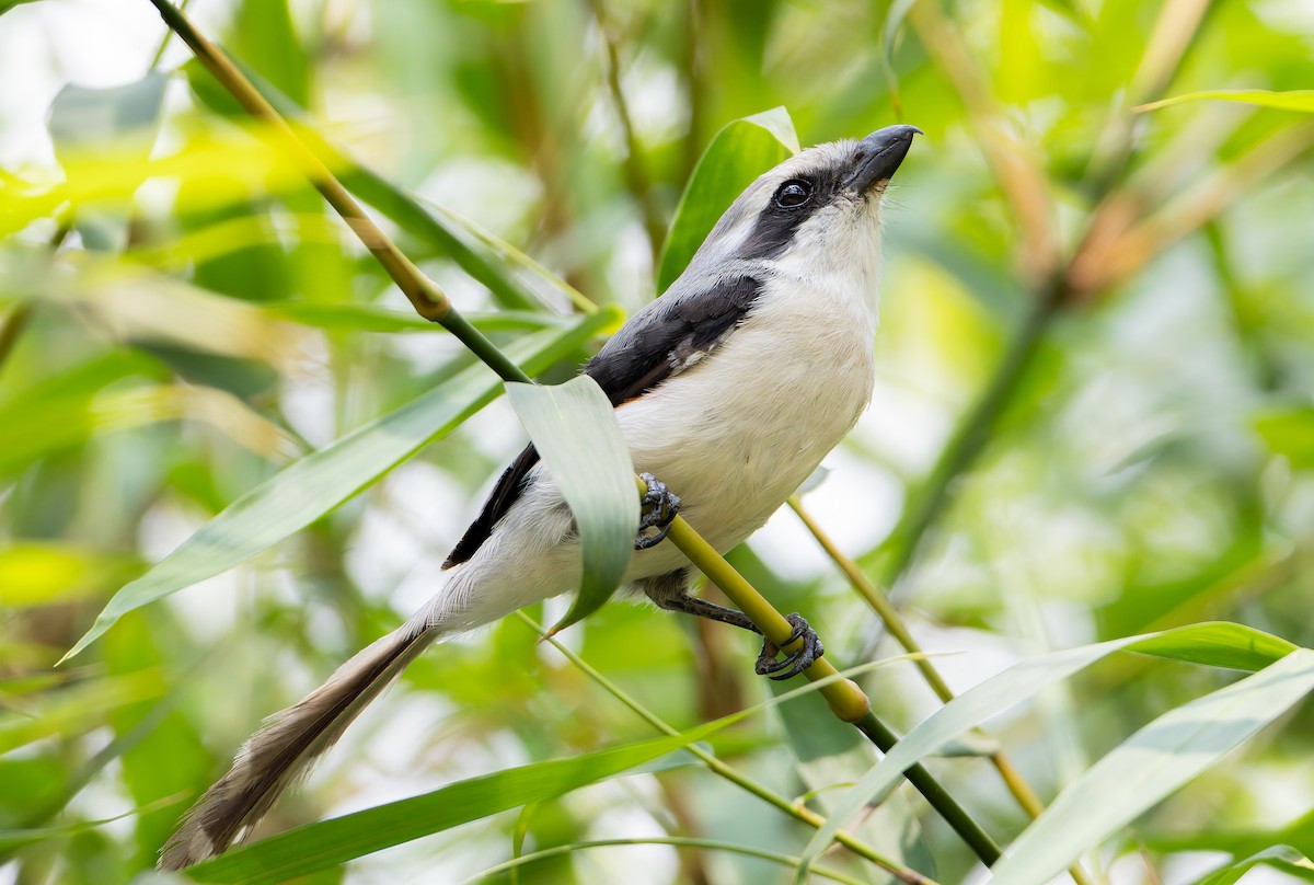 Mackinnon's Shrike - ML629266583