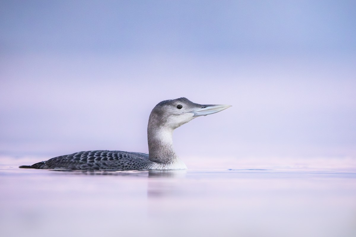 Yellow-billed Loon - ML629266680