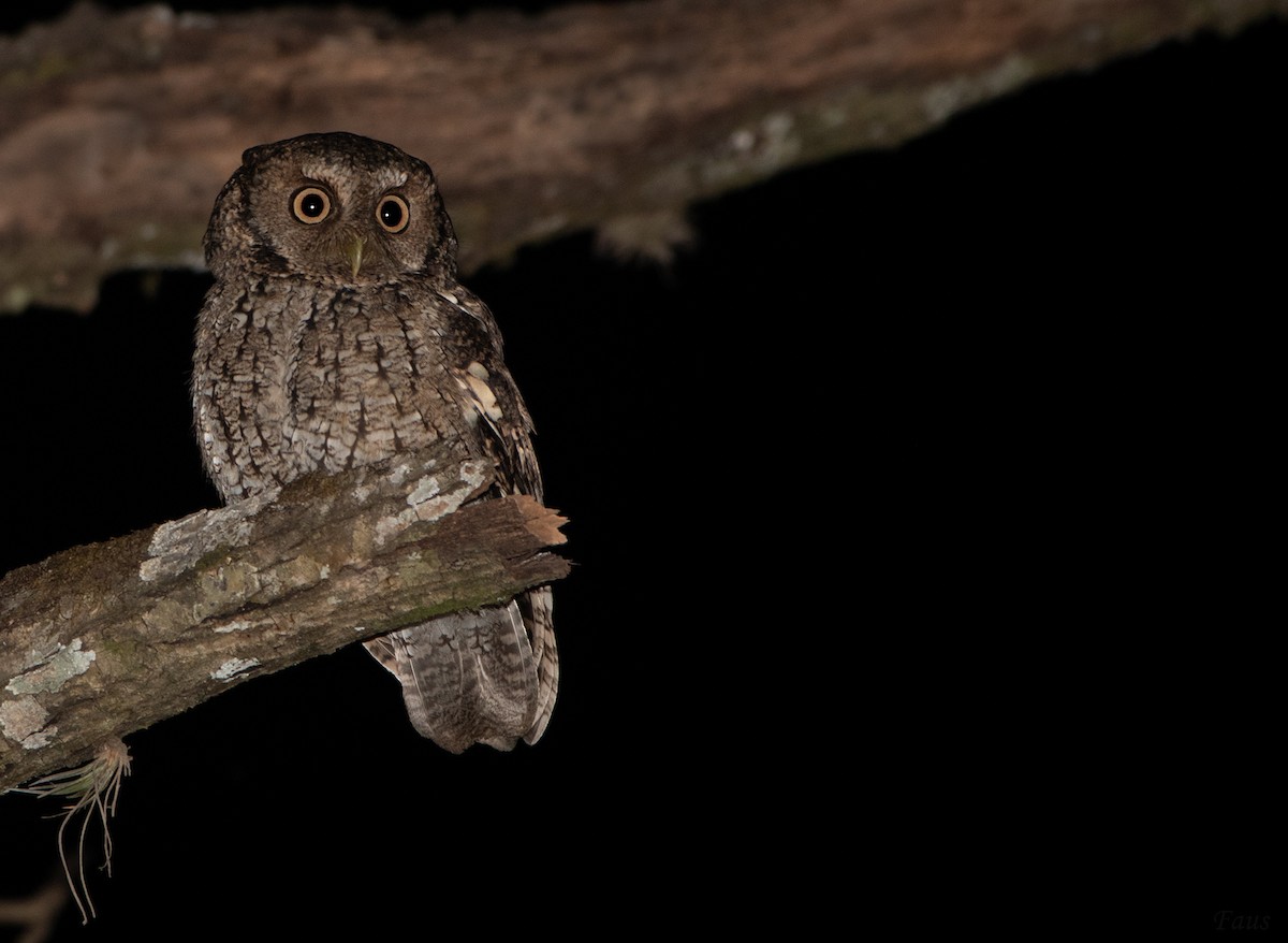 Montane Forest Screech-Owl - ML629266731