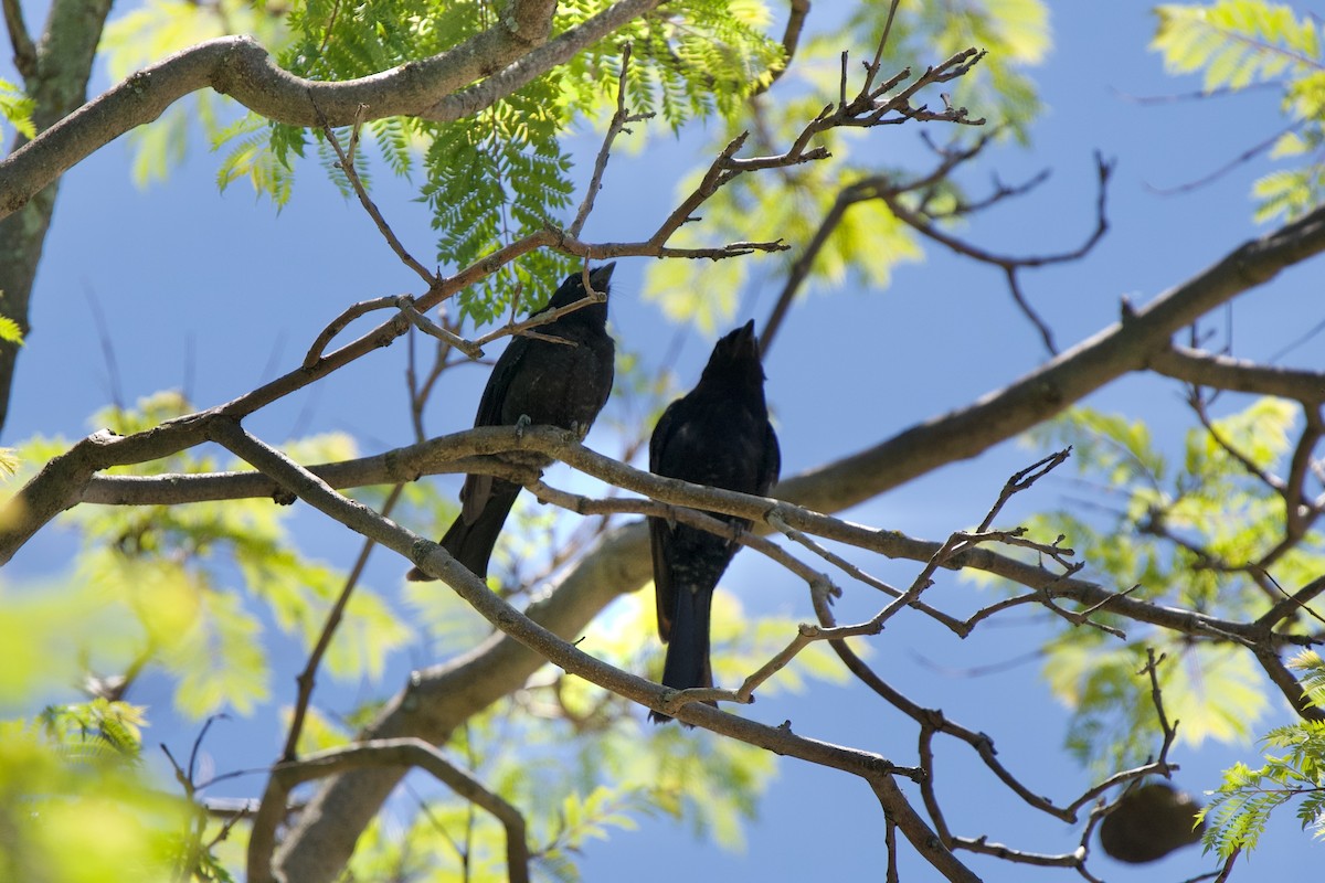 Fork-tailed Drongo - ML629266754