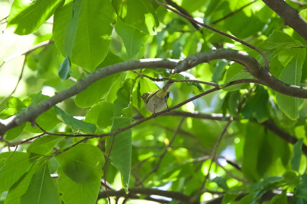 Cape White-eye - ML629266756