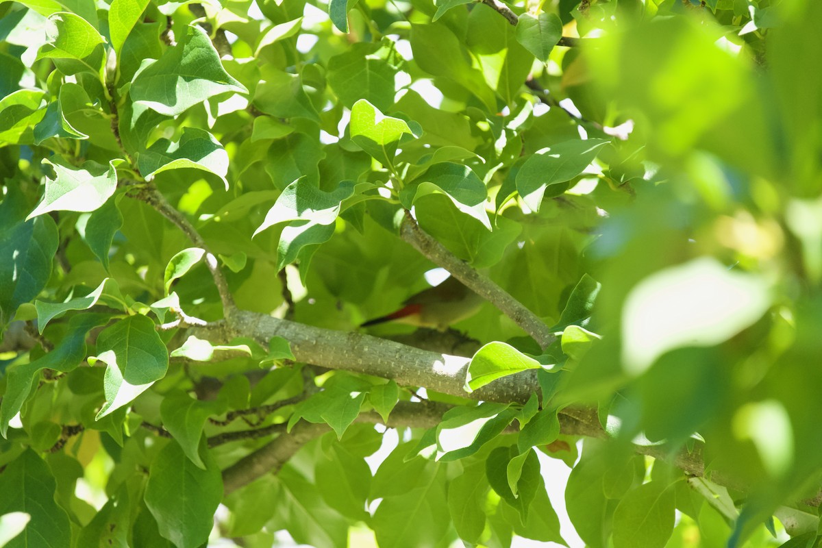 Swee Waxbill - ML629266762