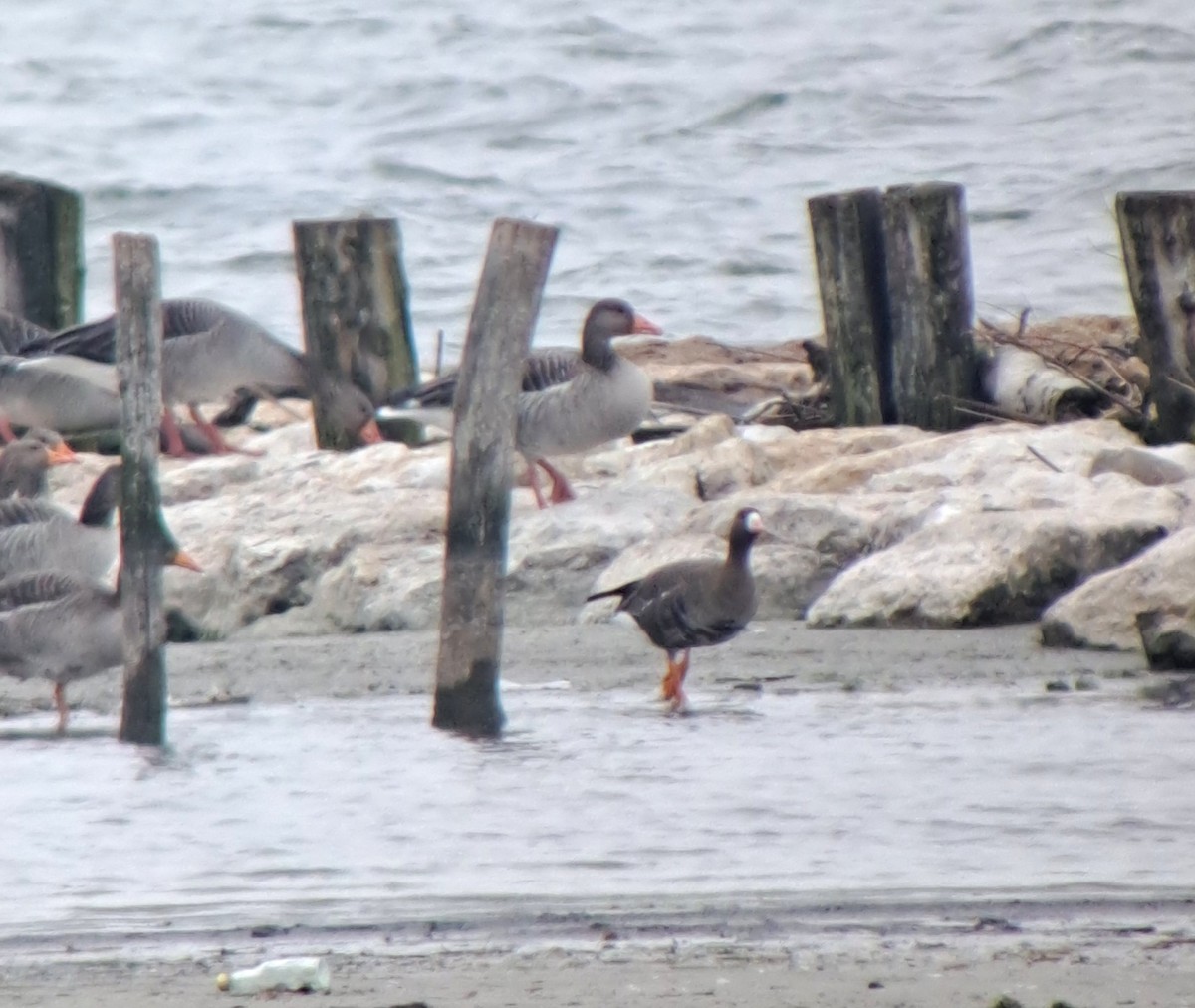 Greater White-fronted Goose - ML629266764
