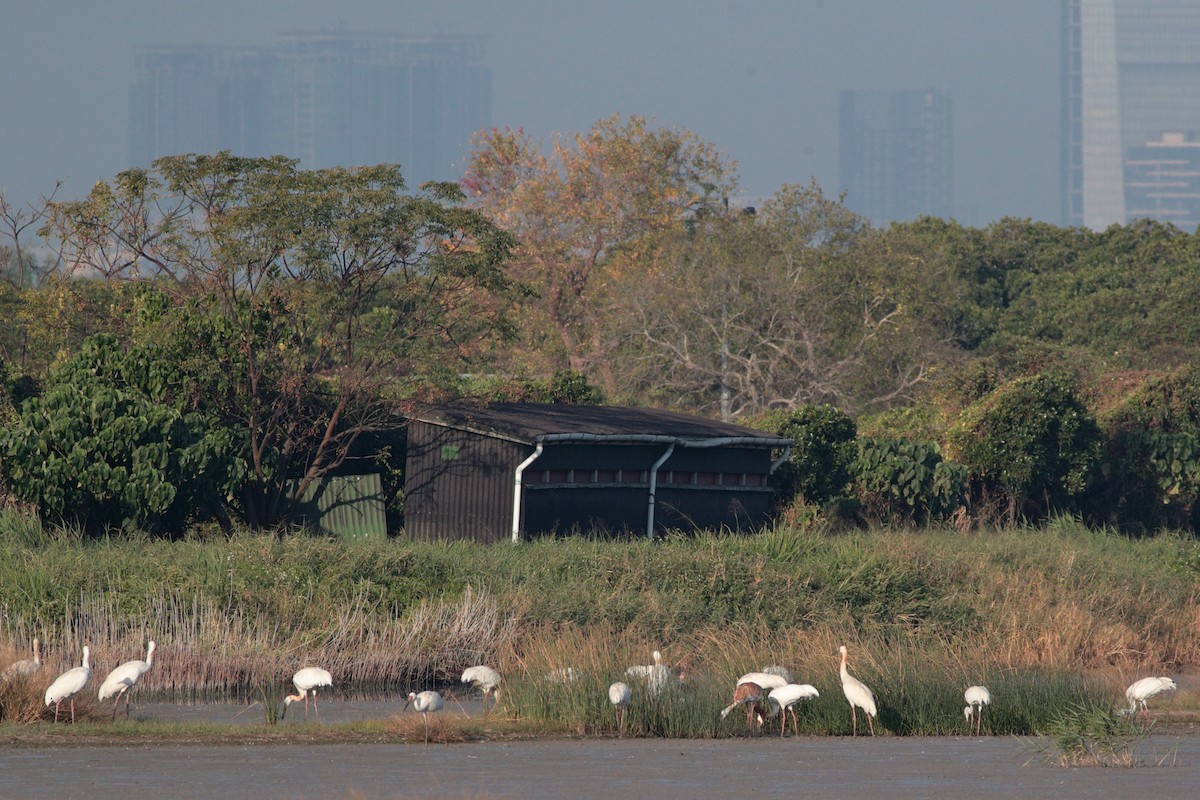 Siberian Crane - ML629266816