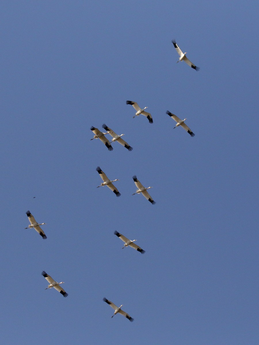 Siberian Crane - ML629266817