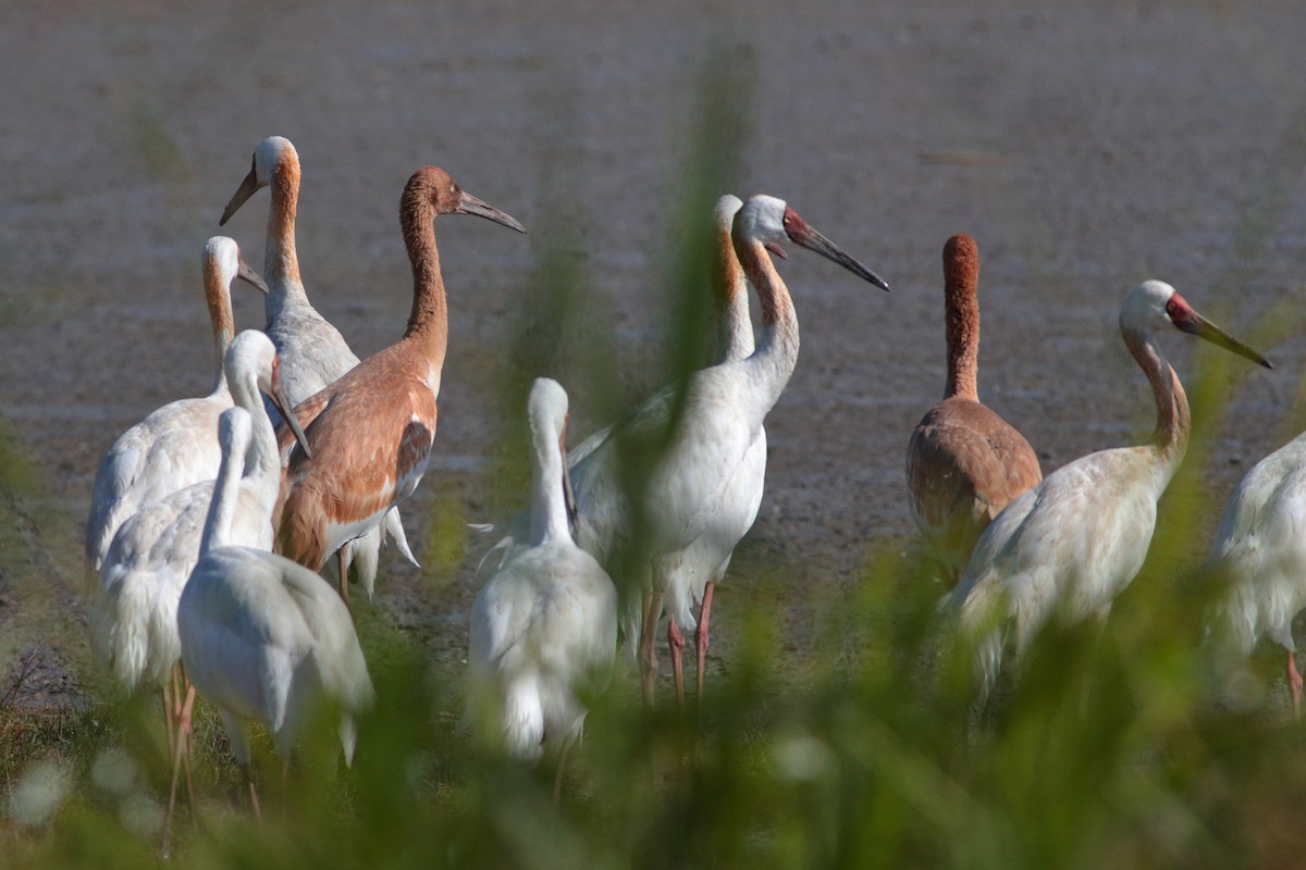 Siberian Crane - ML629266818