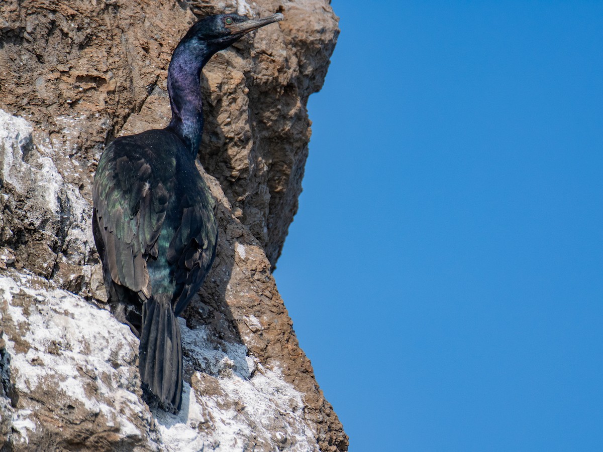 Pelagic Cormorant - ML629267616