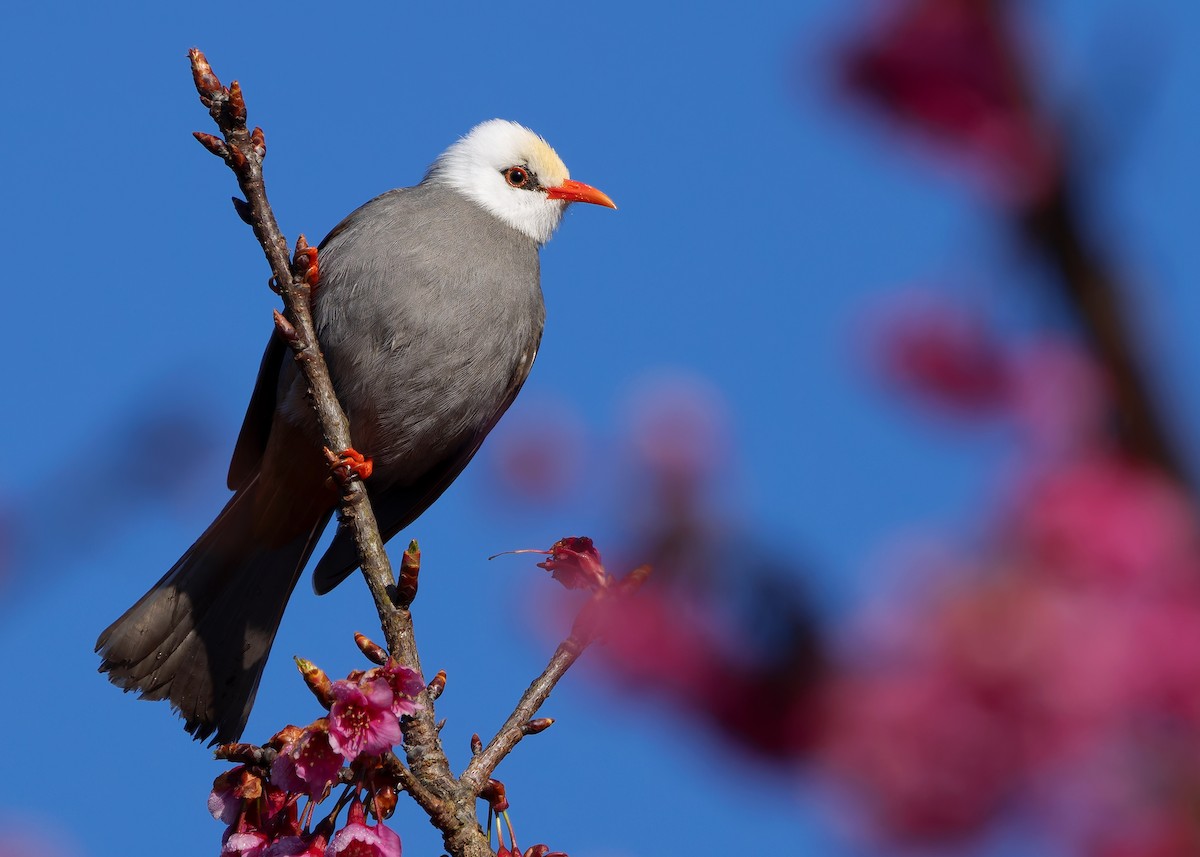White-headed Bulbul - ML629267700