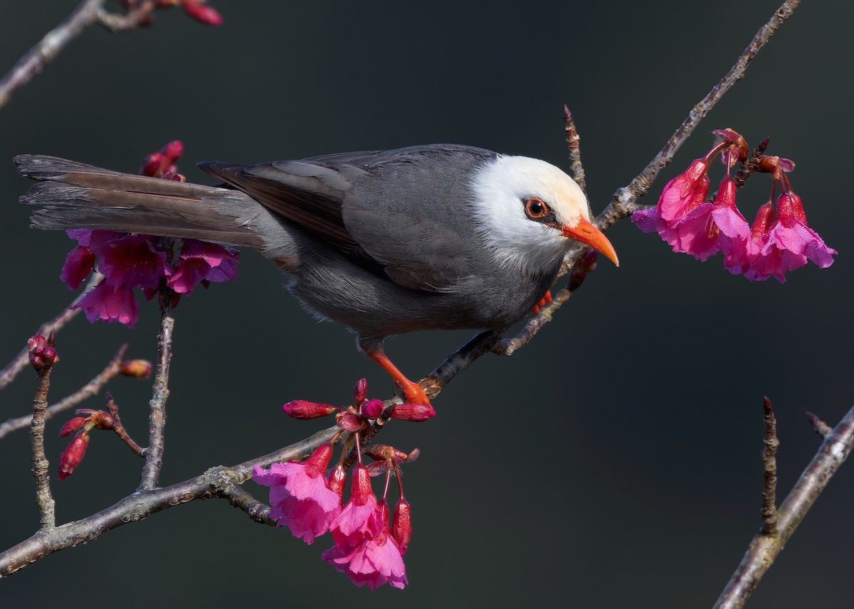 White-headed Bulbul - ML629267701