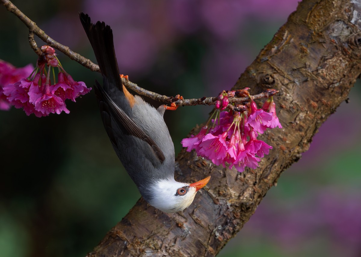 White-headed Bulbul - ML629267702