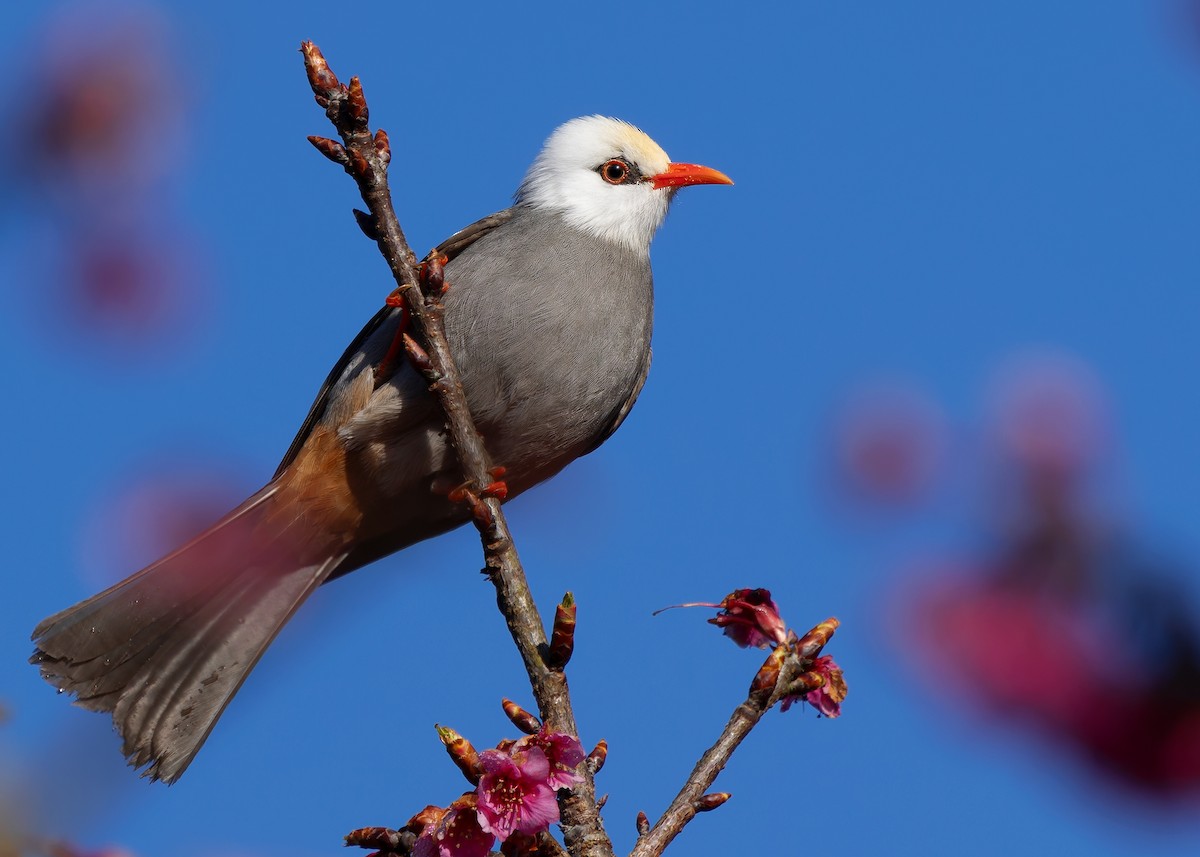White-headed Bulbul - ML629267703