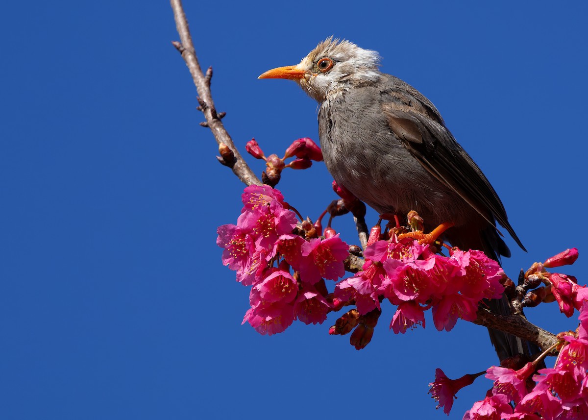 White-headed Bulbul - ML629267704