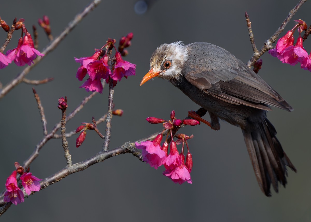 White-headed Bulbul - ML629267705