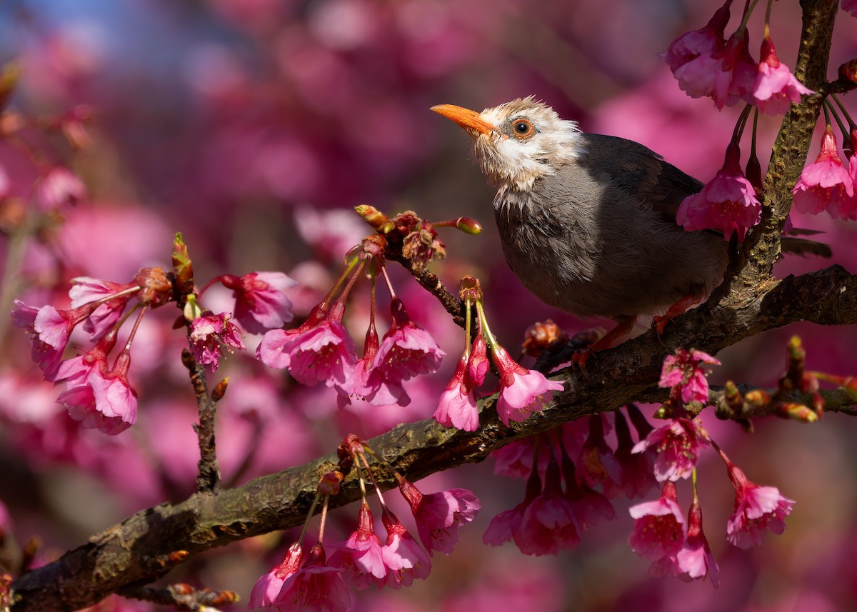 White-headed Bulbul - ML629267706
