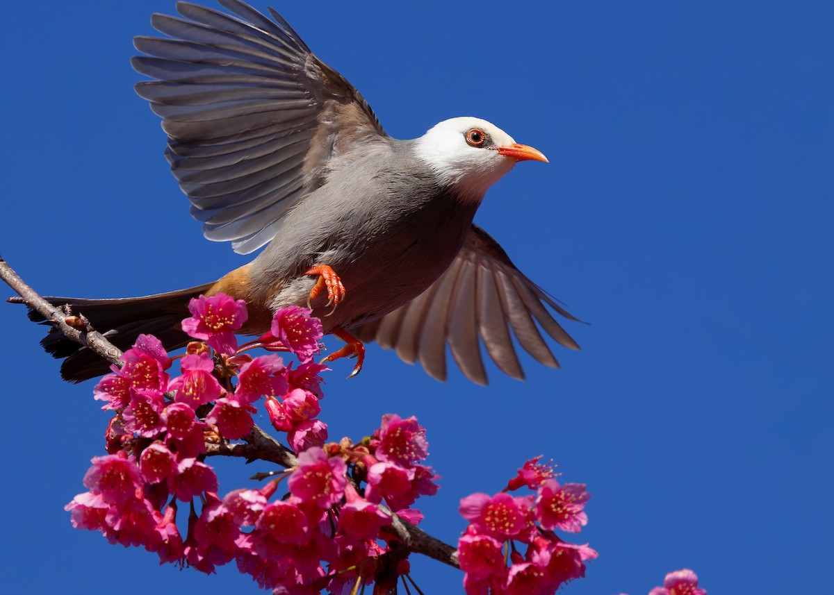 White-headed Bulbul - ML629267707