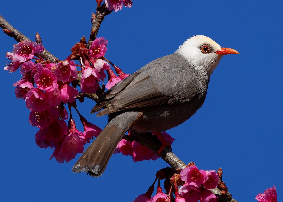 White-headed Bulbul - ML629267708