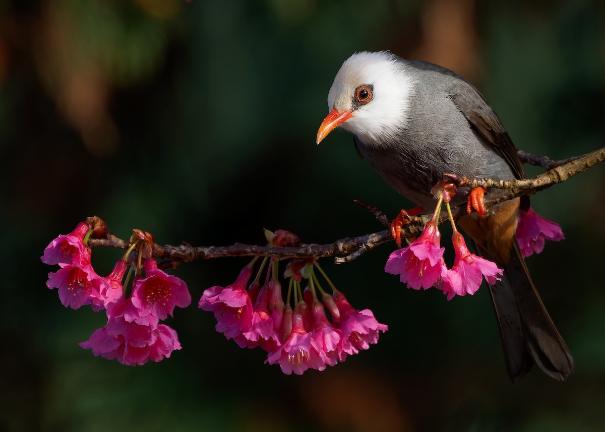White-headed Bulbul - ML629267709