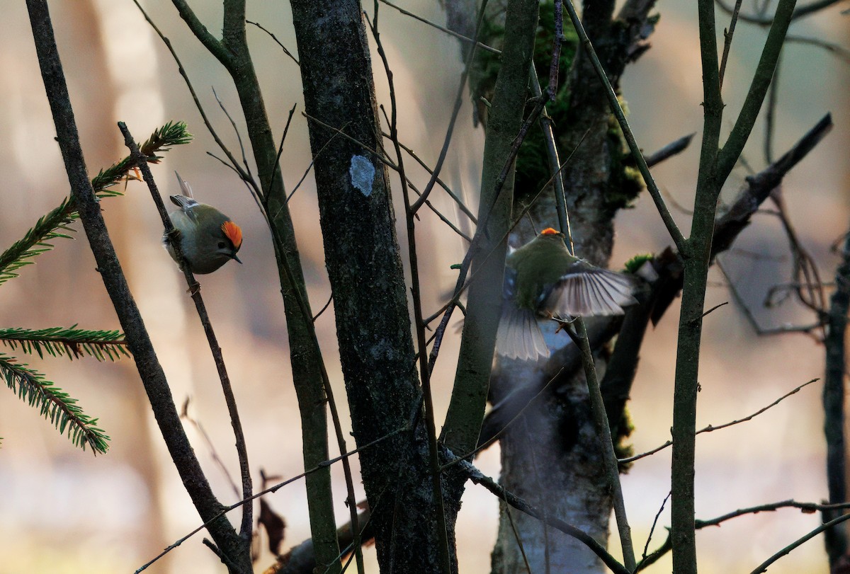 Шар мэлзэн задуулай - ML629268097