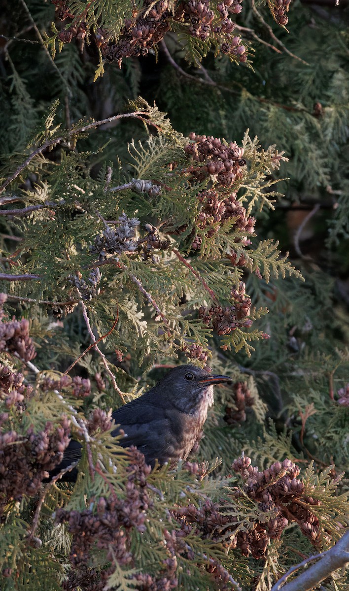 Хар хөөндэй - ML629268103