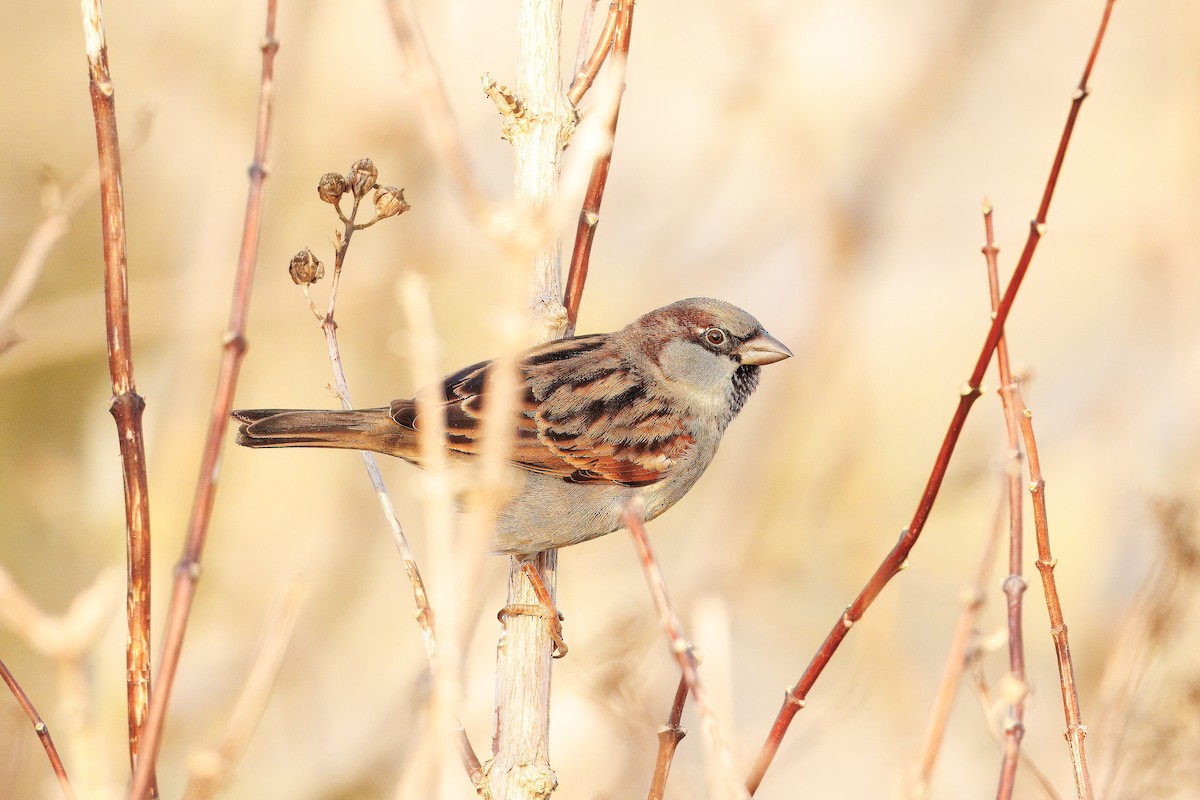 Оронгийн бор шувуу - ML629268111