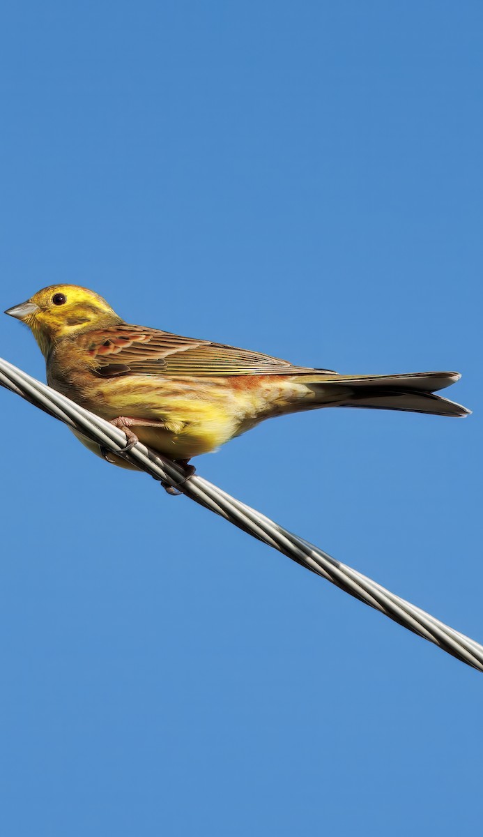 Алтан хөмрөг - ML629268119