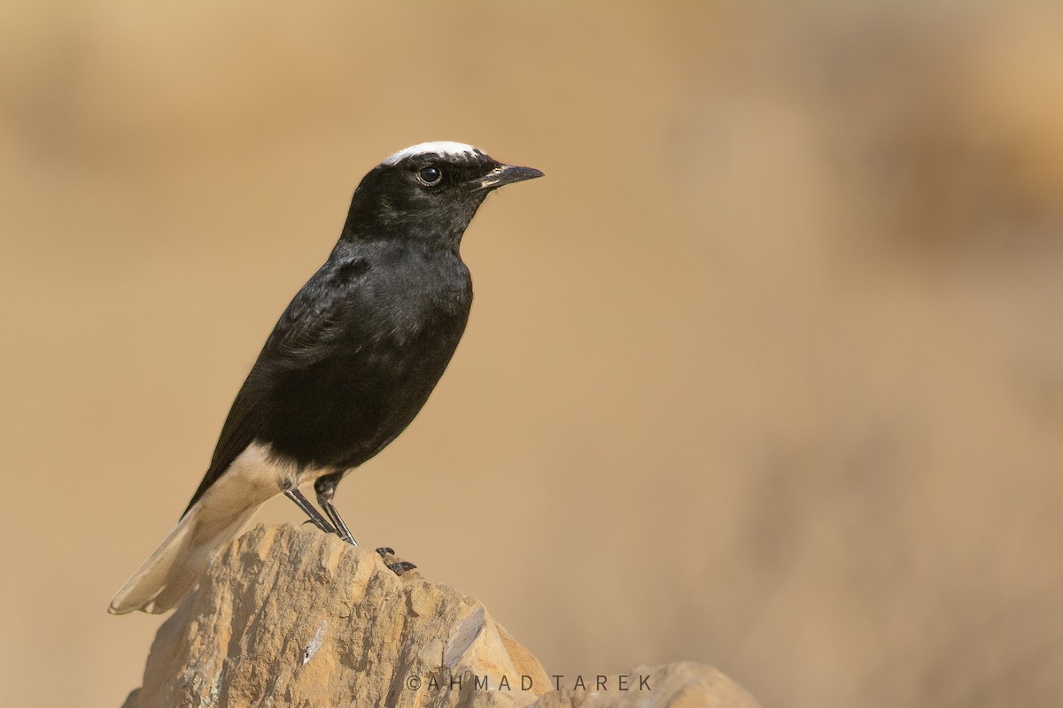 Monachella testabianca - ML629268258