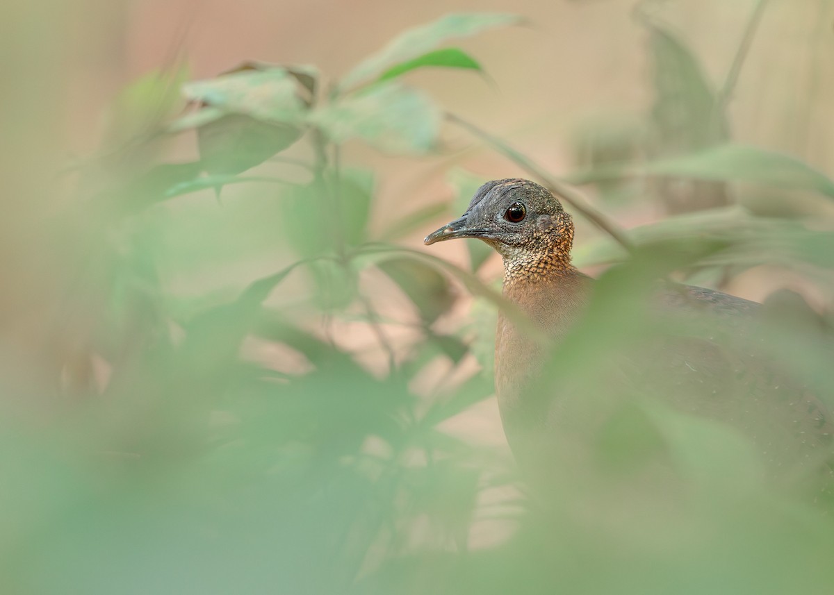 White-throated Tinamou - ML629268352