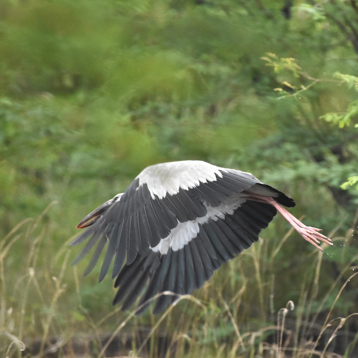 Asian Openbill - ML629268607