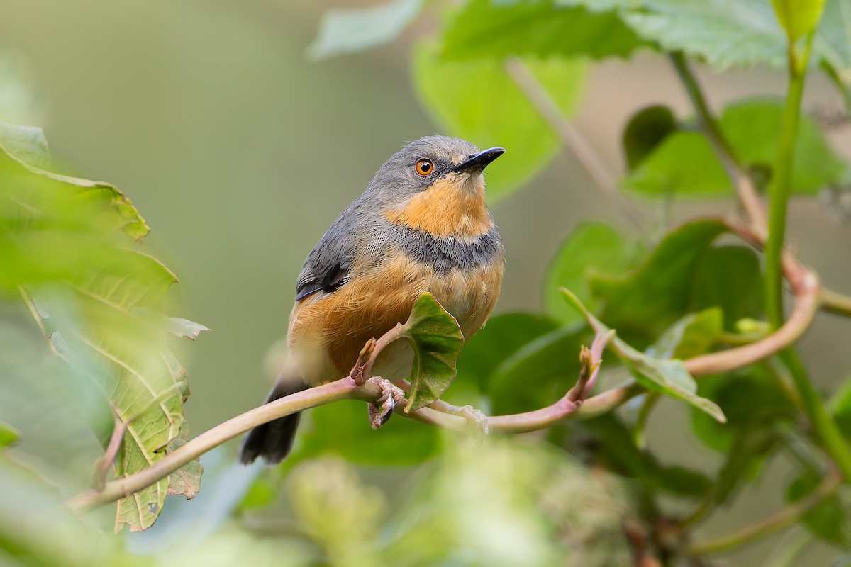 Rwenzori Apalis - ML629268628