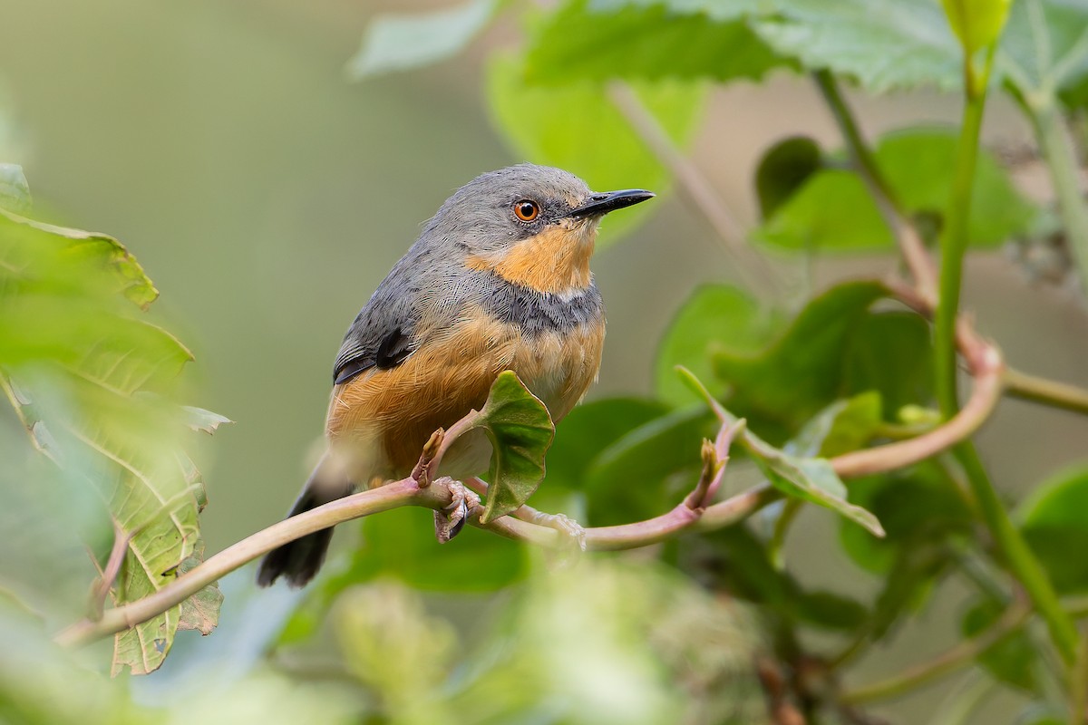 Rwenzori Apalis - ML629268629