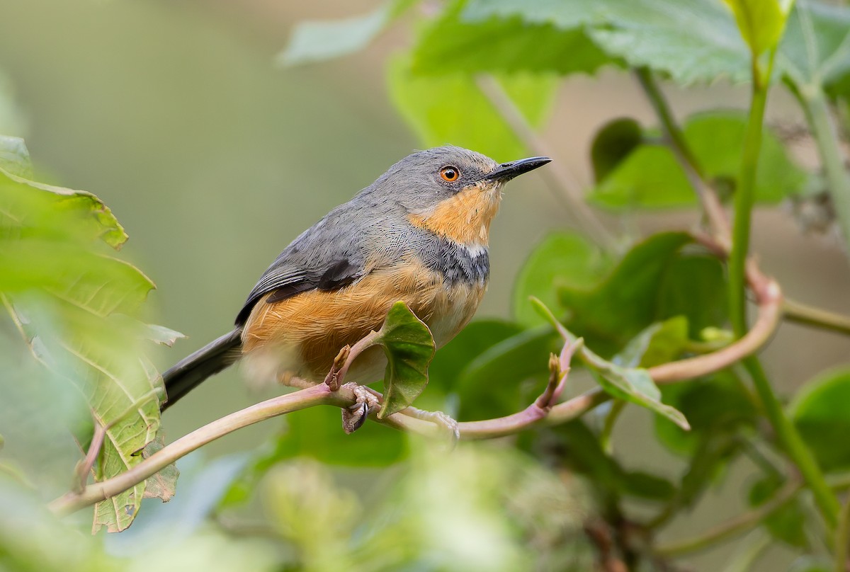 Rwenzori Apalis - ML629268630